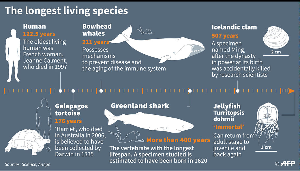 Greenland sharks may live 400 years | Prothom Alo