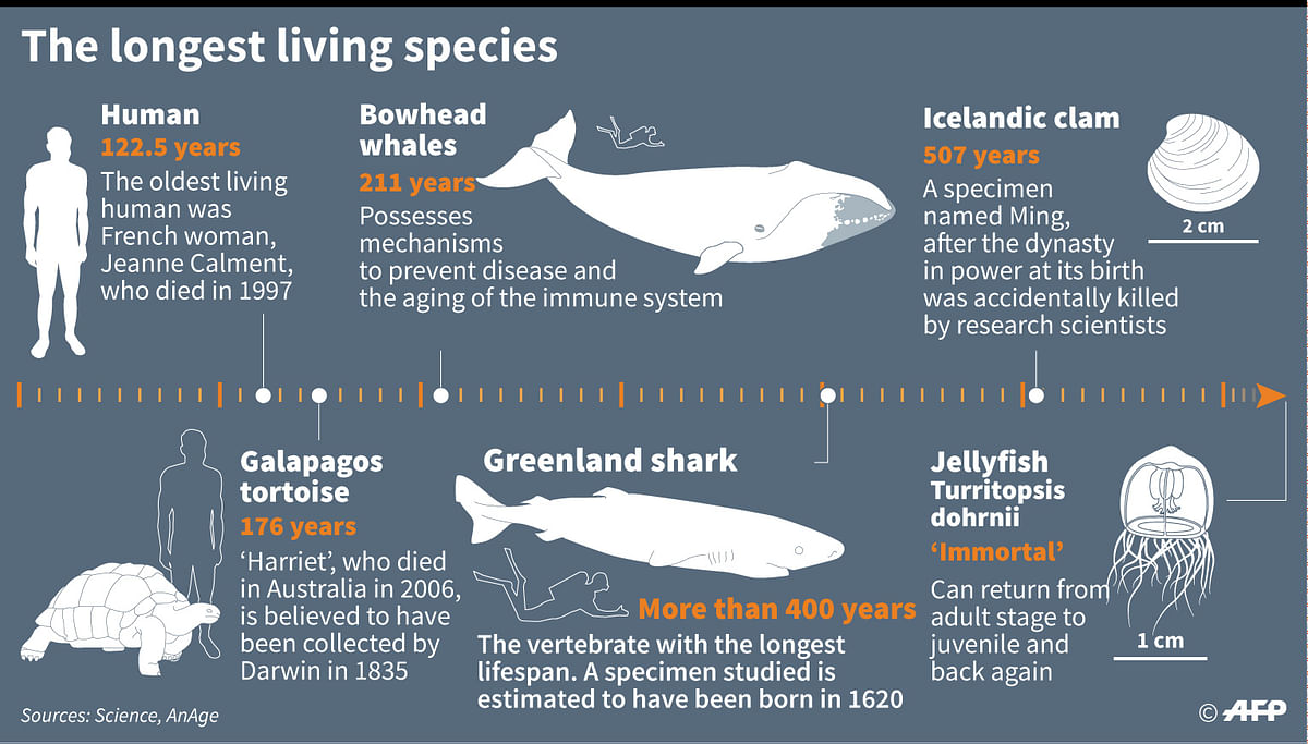 The animals with the longest lifespan after a new study found Greenland sharks can live for more than 400 years, making them the longest living vertebrates - animals with a spine. Photo: AFP