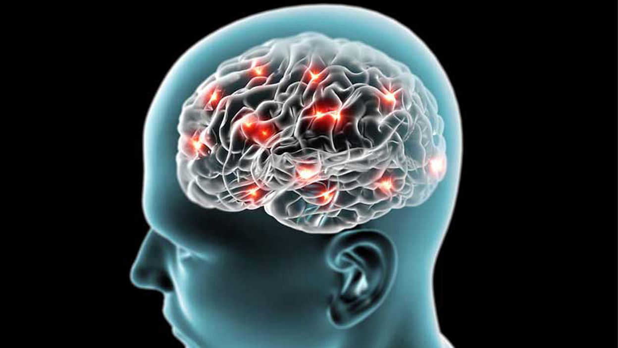 Study examines how brain makes memories | Prothom Alo