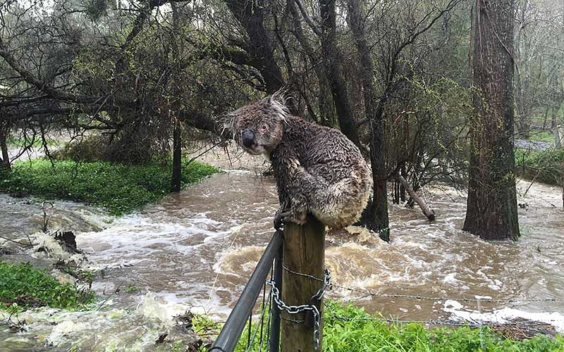 A koala soaked by floodwaters sits atop a fence post to escape the deluge in the town of Stirling in the Adelaide Hills of South Australia. Photo: Reuters