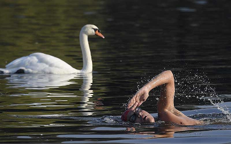 Swimmers take a dip amongst swans during the early morning at The Serpentine Lake in London, Britain, September 15, 2016. Photo: Reuters