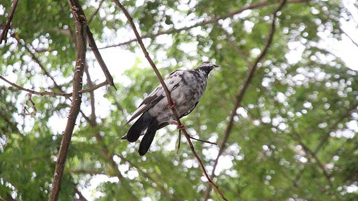A pigeon sits on a branch of a tree in a Faridpur town on Tuesday morning. Photo: Alimuzzaman
