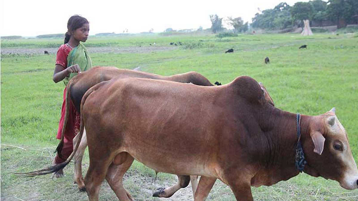 A girl takes the cattle back home on Monday noon in Bhanga upazila in Faridpur. Photo: Alimuzzaman