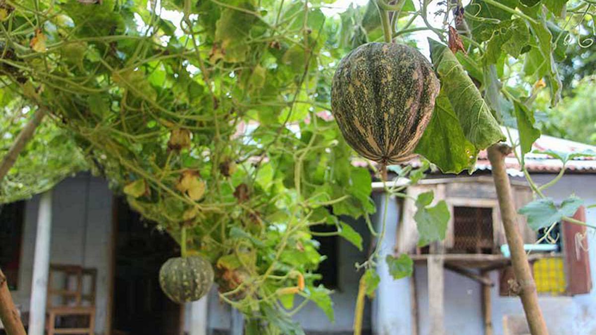 Pumpkins hang from their petioles in a yard at Abhaynagar in Jessore on Monday. Photo: Saddam Hossain.