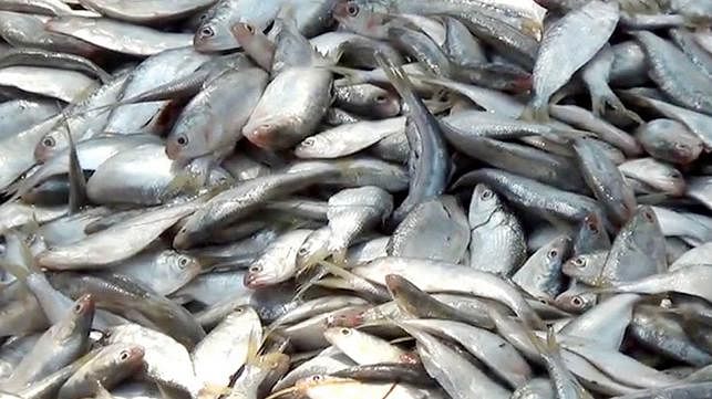 Hilsa fish file photo