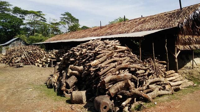 A Jubo League leader has set up a coal kiln Baufal upazila, Patukhali where logs are being burnt to make coal. Photo: Prothom Alo