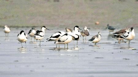 Migratory birds are seen in Rajshahi.