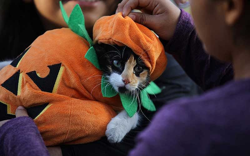 A cat dressed in a costume takes part in a Pet`s Halloween Day parade at Abtao Park in San Isidro, Lima. Photo: Reuters