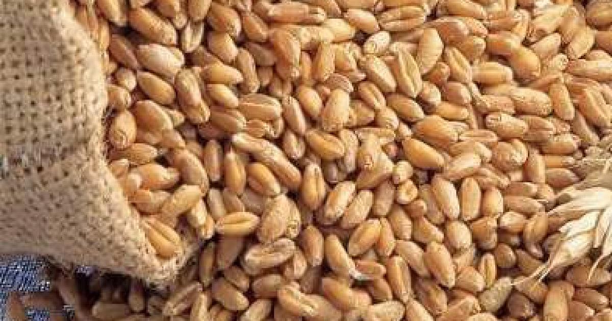 File photo of wheat