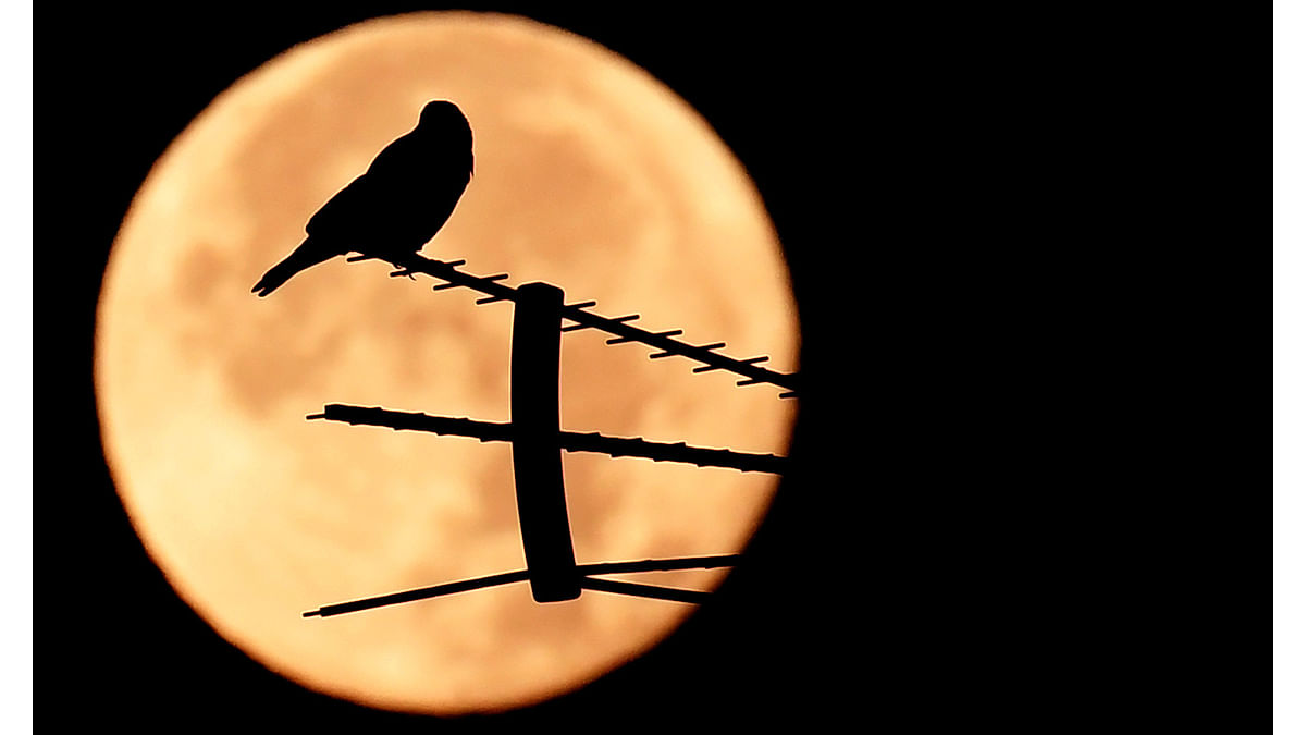A birds stands on an antenna as the full moon sets early on November 25, 2016 in Rome. AFP