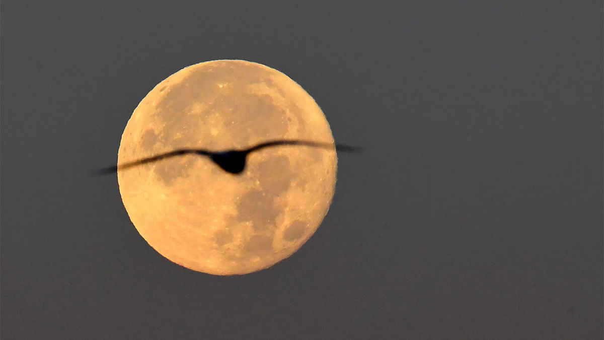 A seagull flies as the full moon sets early on November 15, 2016 in Rome. AFP