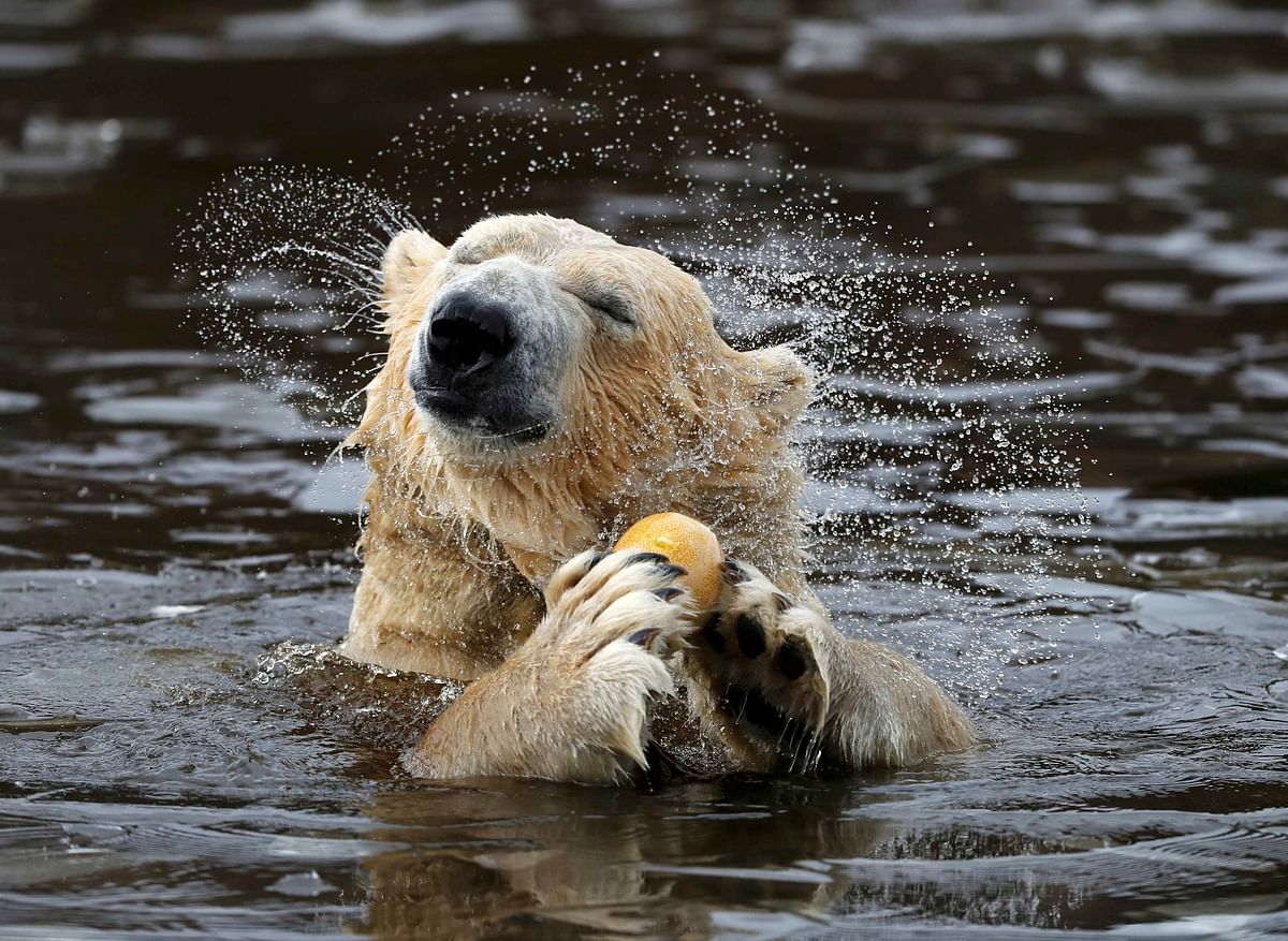 Walker a seven year old polar bear shakes water from his fur as emerges from the icy pond at the RZSS Highland Wildlife Park in Kincraig, Kingussie, Scotland. Photo: Reuters