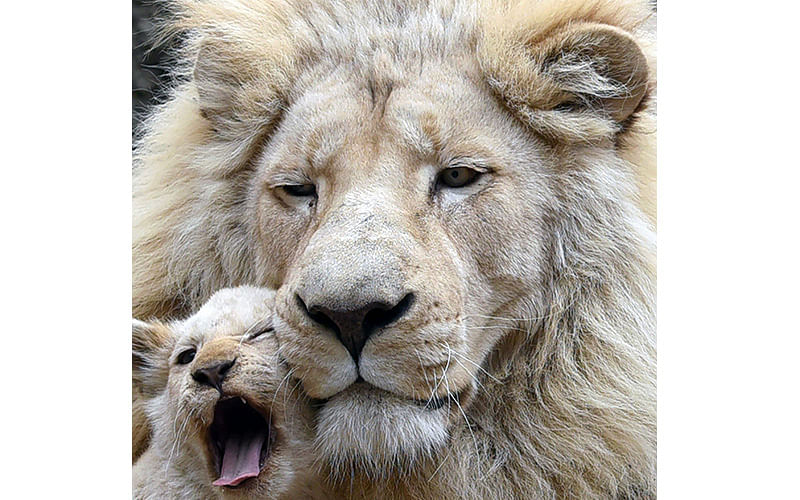 A four-month-old white lion cub cuddles up to its father Sam inside their enclosure at a zoo in Tbilisi. Photo: AFP