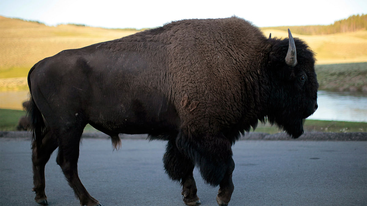 A bison walks in Yellowstone National Park in Wyoming, U.S. on August 10, 2011. Photo: Reuters