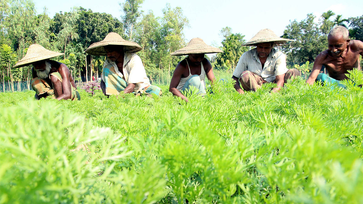 Farmers work at a carrot field in Bogra Sadar upazila. Photo: Soel Rana