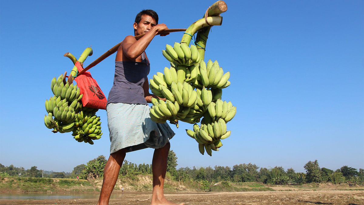 A man carries bunches of bananas to sell in the local market. This photo was taken at Khagrachhari. Photo: Nirob Chowdhury.