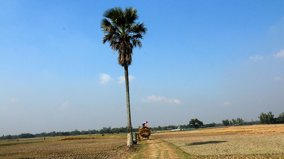 What is winter without palm desserts? A lone palm tree is seen in Bogra`s Gabtoli upazila. Photo: Soel Rana