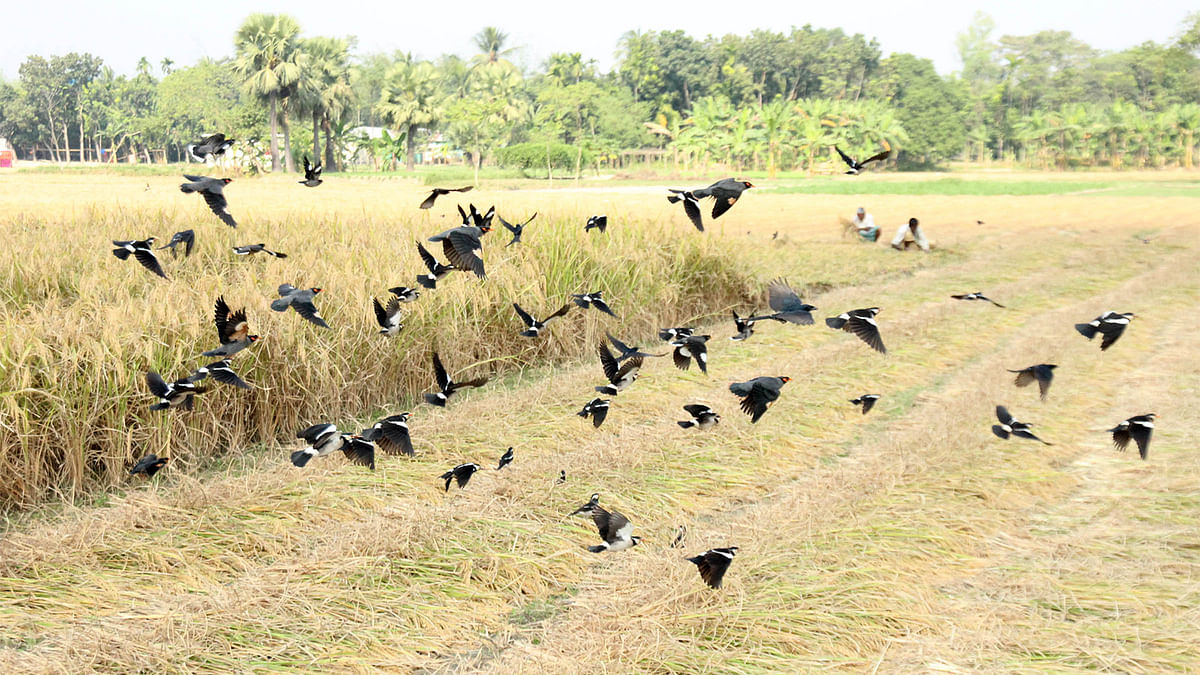 Flock of Myna fly around Aman paddy field in Bogra`s Gabtoli upazila. Photo: Soel Rana