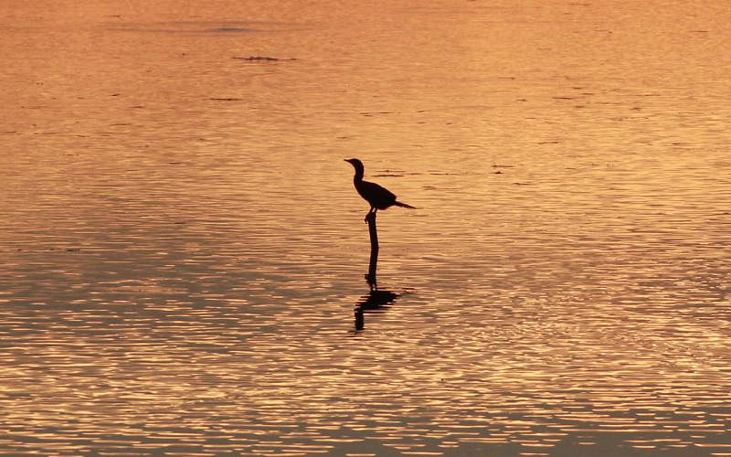 A lone Cormorant waits on water to catch fish. This photo was taken at Baorkandi Haor in Sylhet. Photo: Anis Mahmood