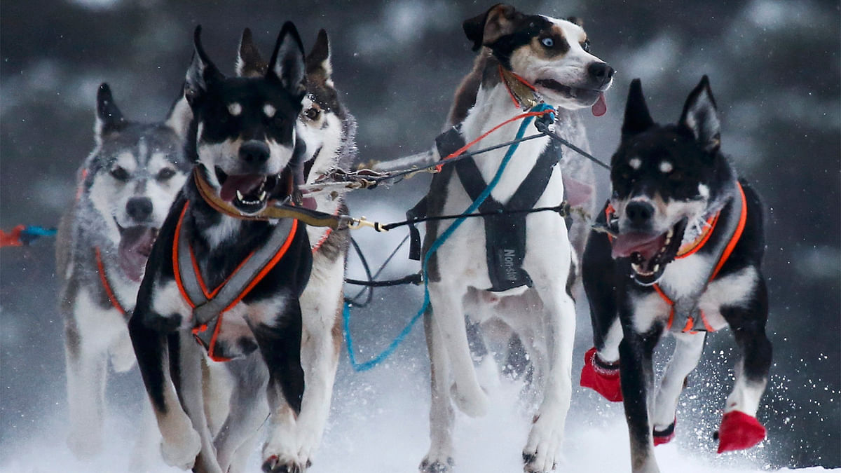 Dogs compete in a sled and skijoring race in the village of Kadnikovo outside Yekaterinburg, Russia, December 10, 2016. Picture taken December 10, 2016. Photo: Reuters