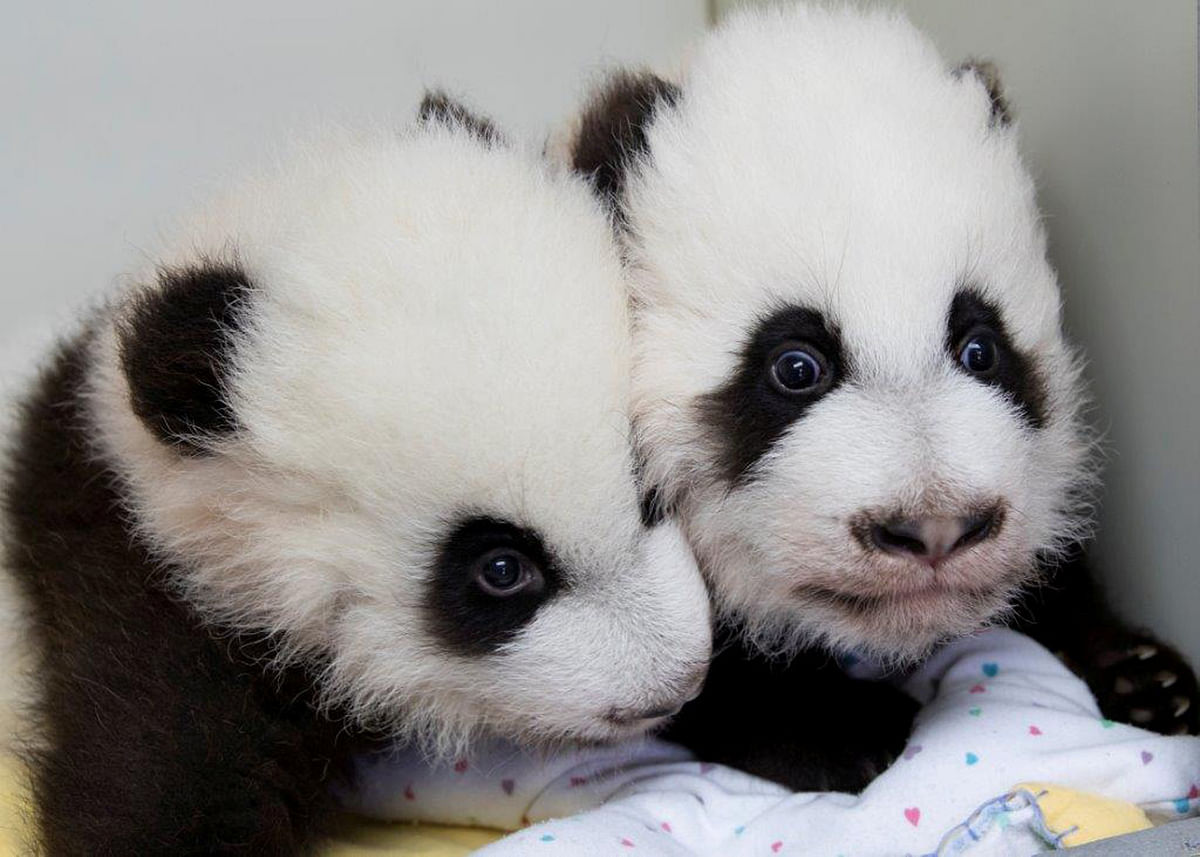 Giant panda twins Ya Lun and Xi Lun are seen in this handout photo. Photo: Reuters