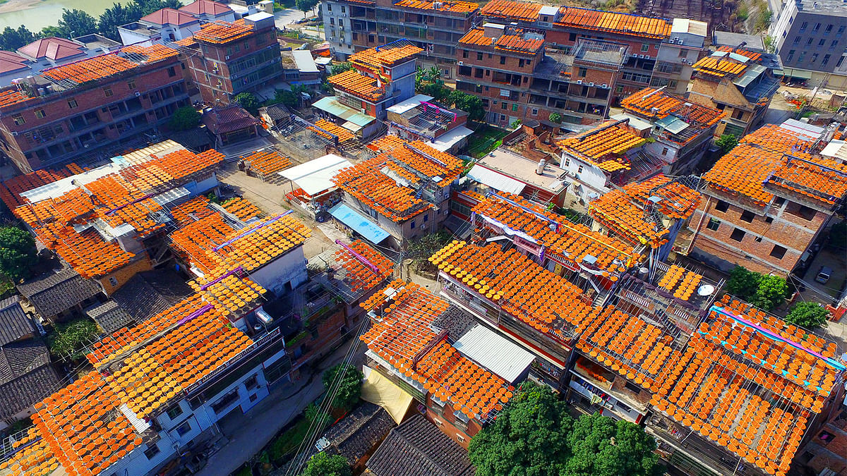 Persimmons dry on rooftops in Anxi county, Quanzhou, Fujian province. Photo: Reuters