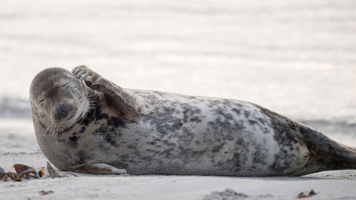 A female Grey Seal scratches herself on a beach on the north Sea island of Helgoland. Photo: AFP