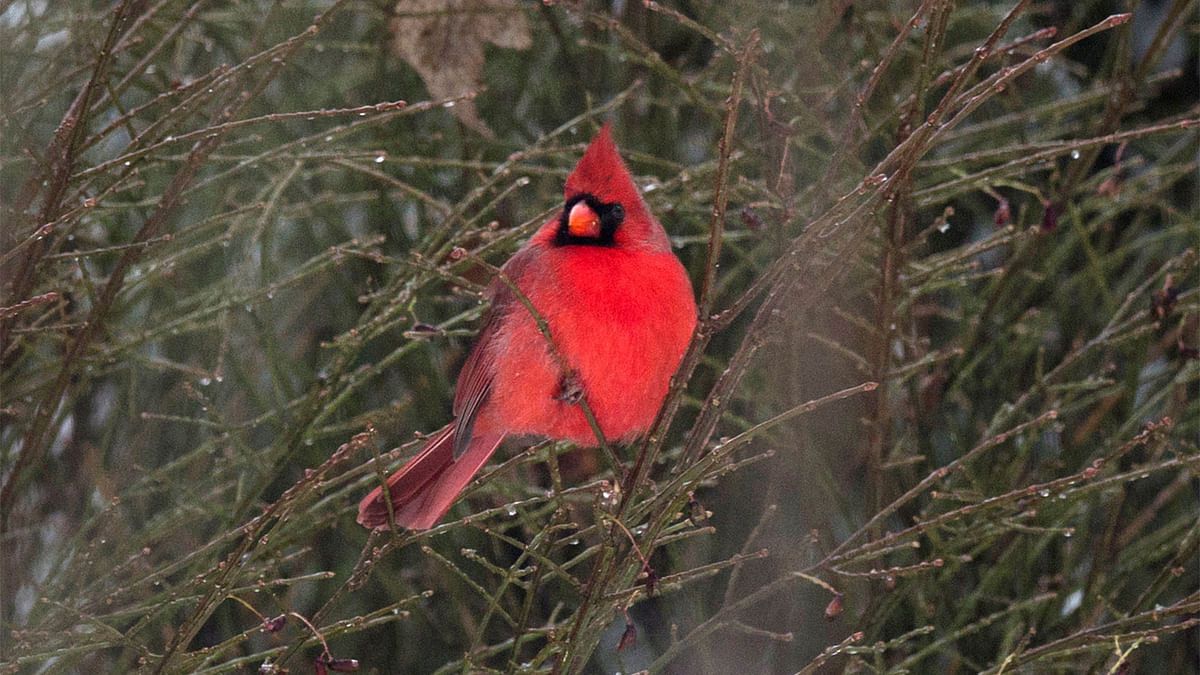 A cardinal bird sits on tree branches in Riverside, Connecticut, U.S. on December 17, 2016. Reuters