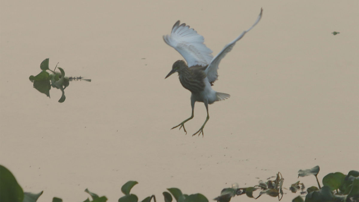 A heron looks for food in Ichhamati River. Photo: Saiful Islam