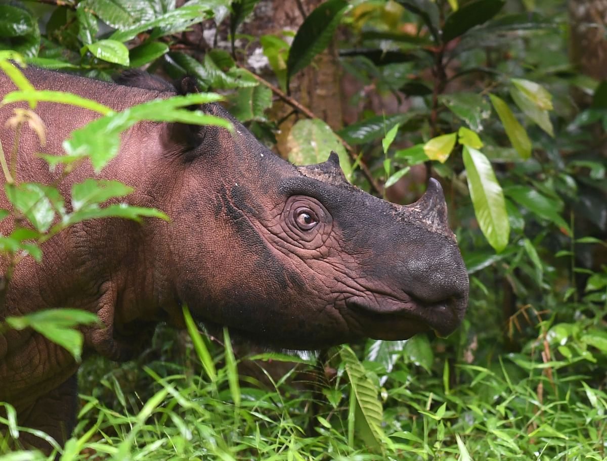 This photo shows Andatu, a Sumatran rhino, one of the rarest large mammals on earth, at the Rhino Sanctuary at Way Kambas National Park in eastern Sumatra. Photo: AFP