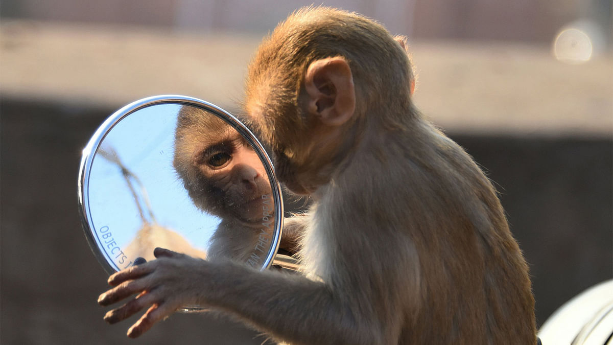 A macaques monkey looks into the mirror of a motorbike in the grounds of a temple in Jaipur in the Indian state of Rajasthan. Photo: AFP