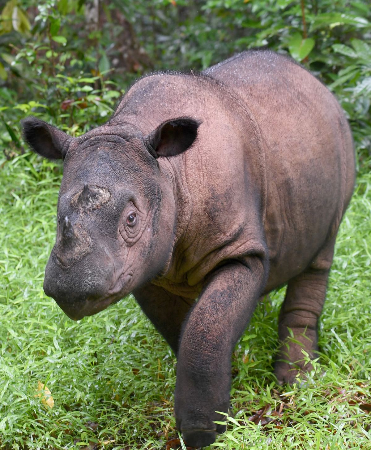 This photo shows Andatu, a Sumatran rhino, one of the rarest large mammals on earth, at the Rhino Sanctuary at Way Kambas National Park in eastern Sumatra. Photo: AFP