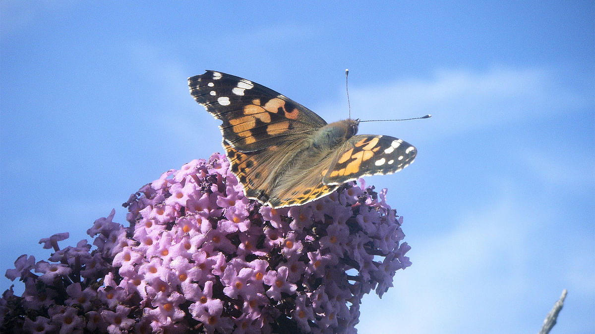 The painted lady butterfly (Vanessa cardui), pictured, is a major component of the large day-flying insect migrants studied by radar in the new study, measuring migration annually over a region in south-central England monitored with specialized radar and a balloon-supported aerial netting system, scientists said, December 22, 2016. Photo: Reuters