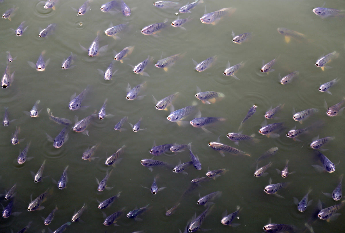 Fish gather in a corner as they are fed by passers-by at the Ana Sagar Lake in Ajmer. Photo: Reuters
