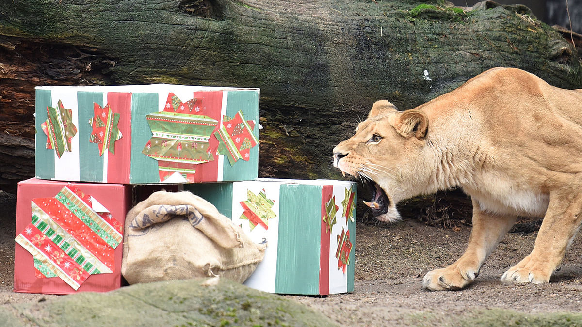 A lioness opens up Christmas presents in her enclosure in Hagenbeck`s zoo in Hamburg, Germany December 23, 2016. Photo: Reuters