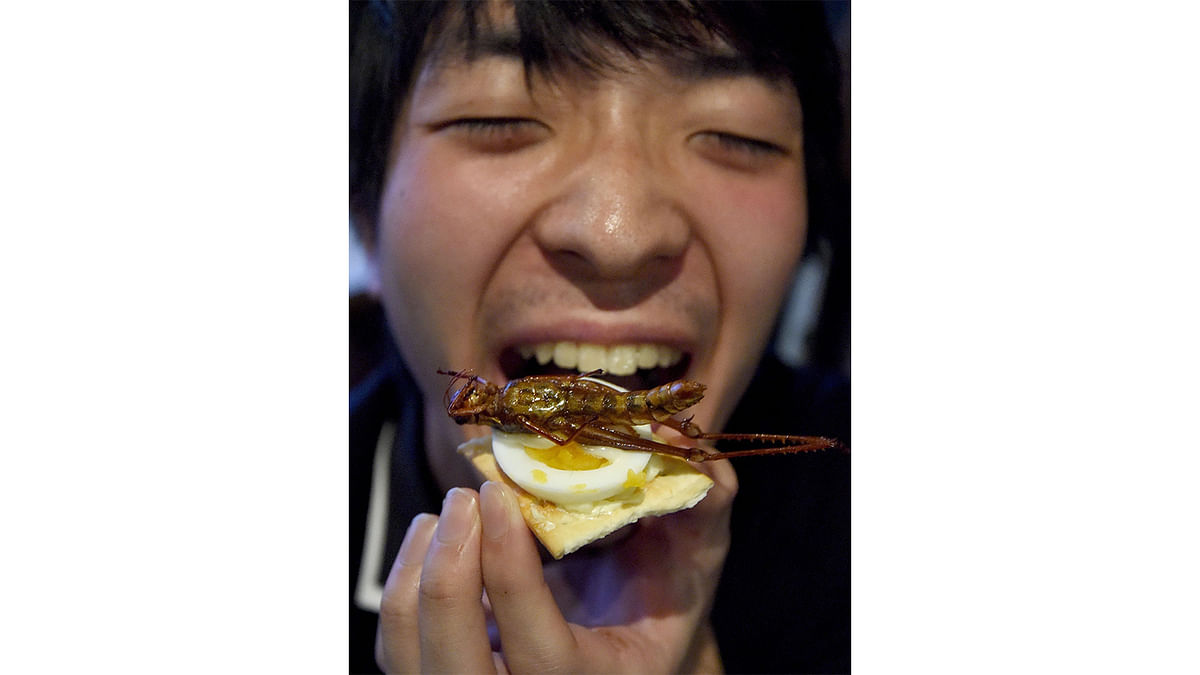 Seiya Takahashi tries to eat a canape with a fried locust during a Christmas event in Tokyo, Japan. Photo: AFP