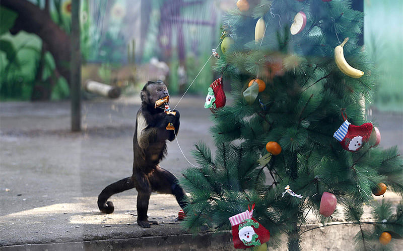A monkey grabs fruits from a christmas tree at a zoo in Zhengzhou. Photo: Reuters