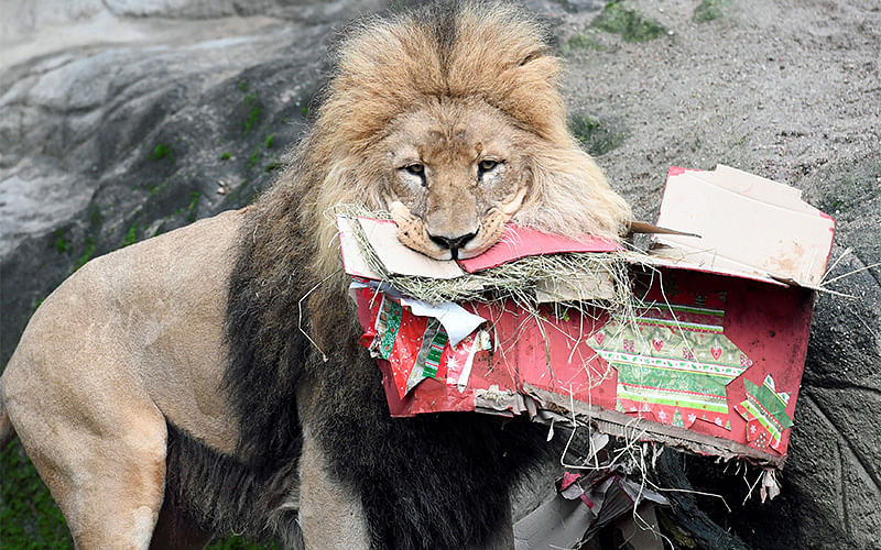 A lion opens up Christmas presents in his enclosure in Hagenbeck`s zoo in Hamburg, Germany. Photo: Reuters
