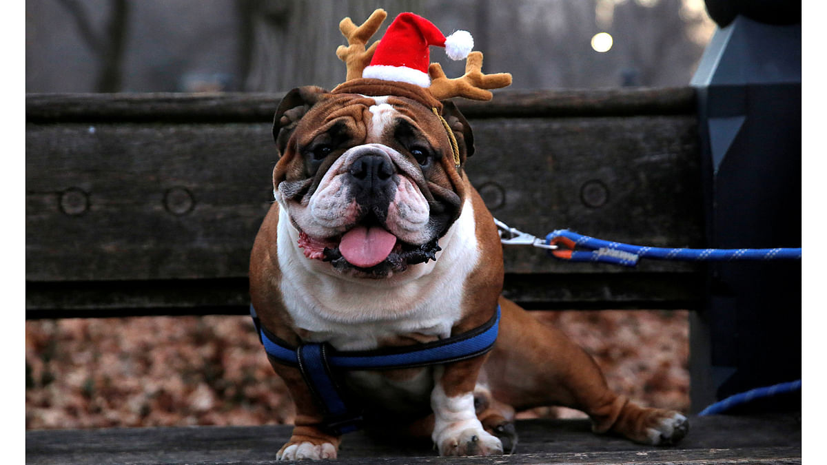 Tyson the Bulldog sits with reindeer antlers on Christmas Day at Central Park in Manhattan, New York City, U.S. Reuters