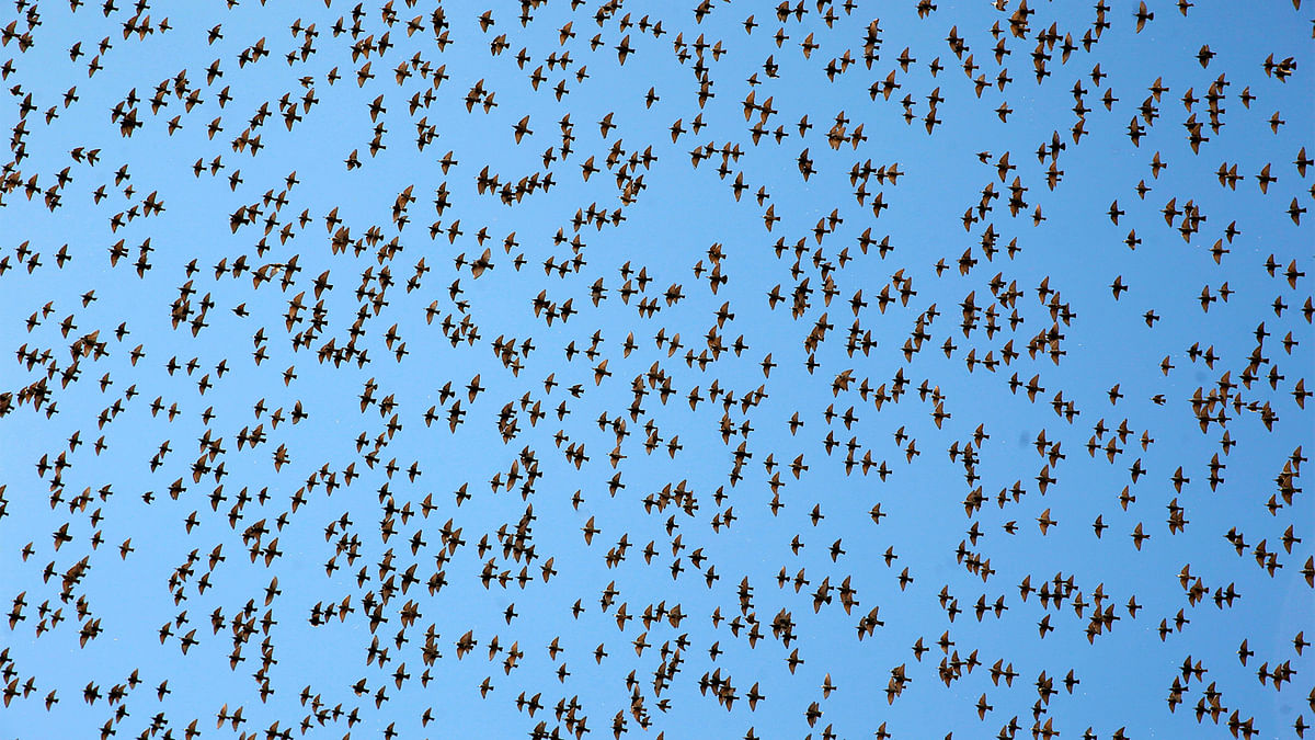 A murmuration of migrating starlings is seen across the sky at a garbage dump near the city of Beer Sheva, southern Israel December 26, 2016. Photo: Reuters