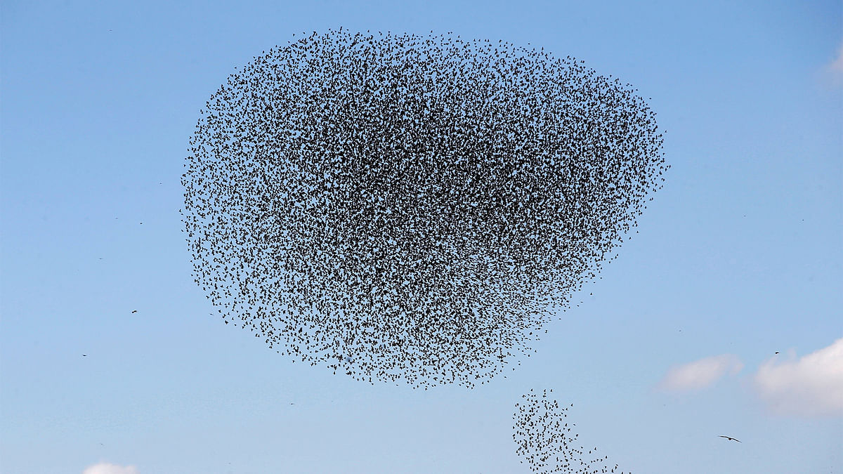 A murmuration of migrating starlings is seen across the sky near the city of Beer Sheva, southern Israel December 26, 2016. Reuters