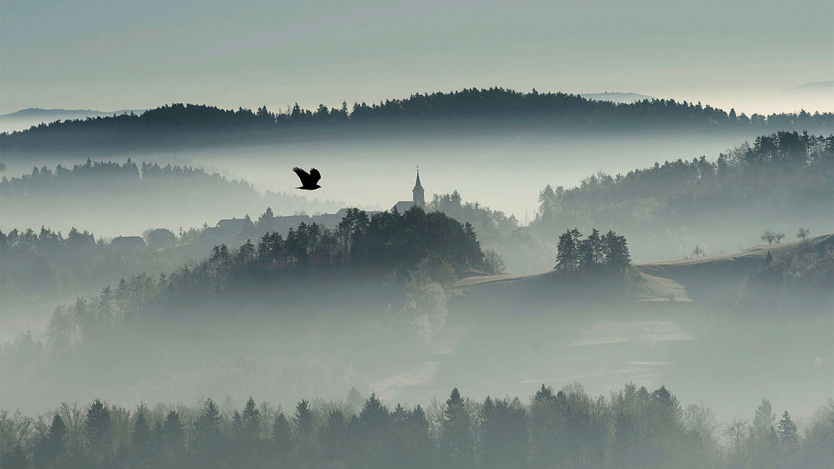A bird flies over the foggy country in Zlebe, Slovenia. Photo: Reuters