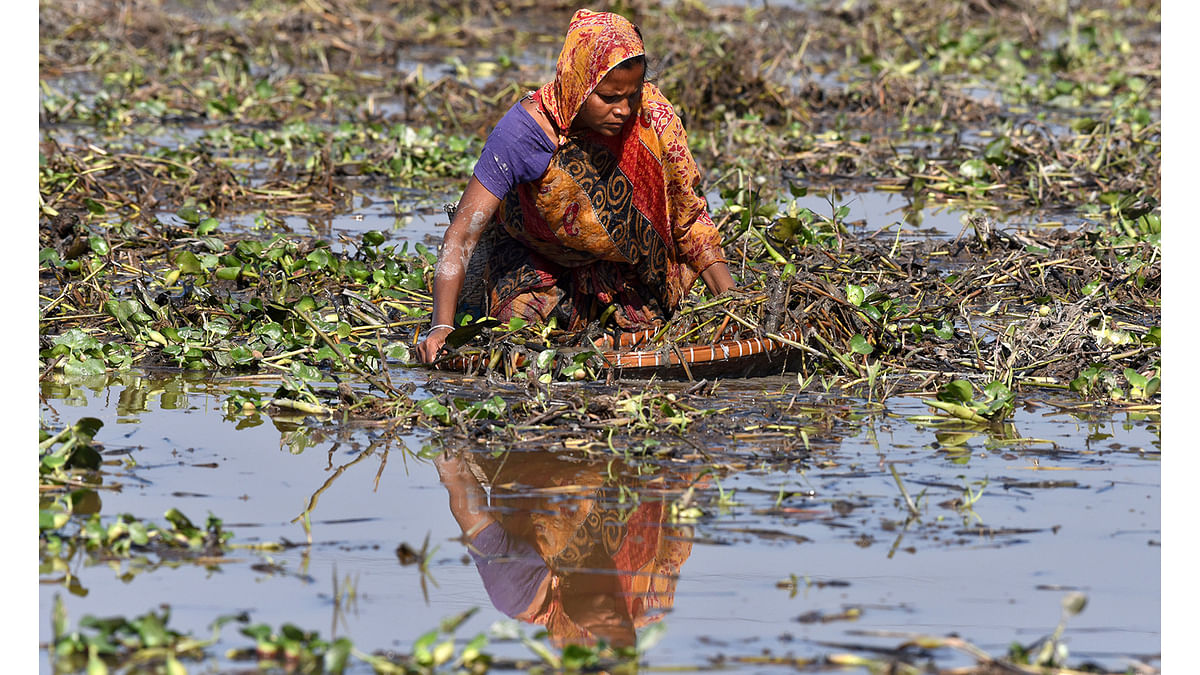 A woman uses a bamboo sieve to catch fish in a wetland in Babejia in Nagaon district in the northeastern state of Assam, India, December 29, 2016. Photo: Reuters