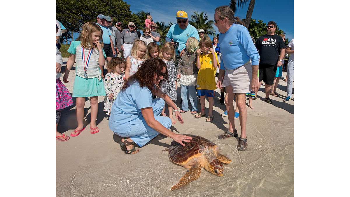 Bette Zirkelbach and Richie Moretti watch as `Salty,` a rehabilitated loggerhead sea turtle, crawl into the Atlantic Ocean after being released off the Florida Keys, in Marathon, US. Photo: Reuters
