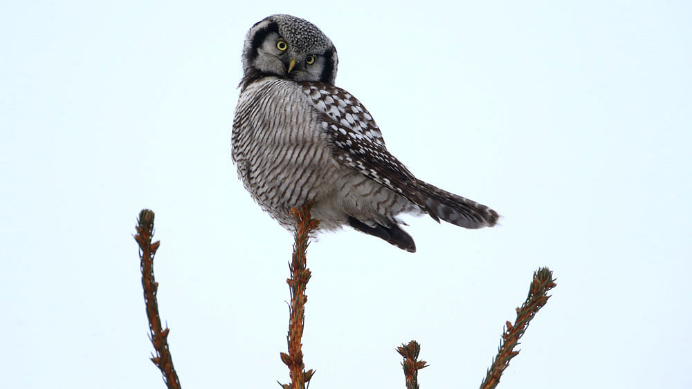 A hawk owl sits on a fir branch near the village of Vasilkova, Belarus January 9, 2017. Reuters