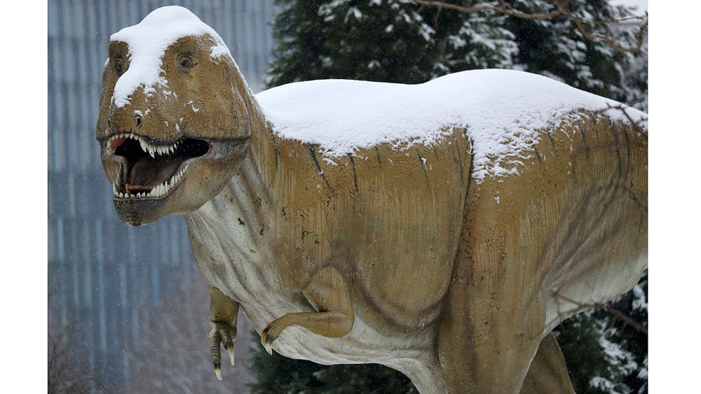 A snow covered T-Rex life size dinosaur sculpture is pictured at the Senckenberg Natural History Museum in Frankfurt. Reuters