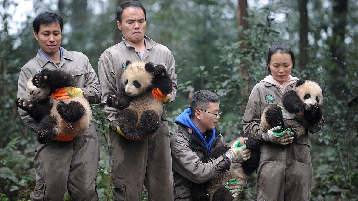 Researchers hold giant panda cubs during an event to celebrate China`s Lunar New Year in a research base in Ya`an, Sichuan province, China January 11, 2017. Photo: Reuters