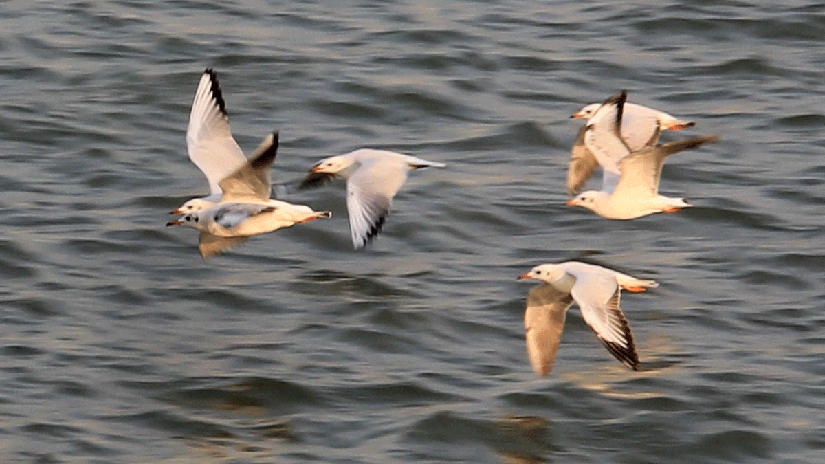 A flock of gulls flying over Padma river in near Paturia ferry terminal in Manikganj district on 16 January. Photo: Jaglul Pasha