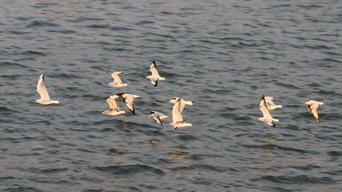 A flock of gulls flying over Padma river in near Paturia ferry terminal in Manikganj district on 16 January. Photo: Jaglul Pasha
