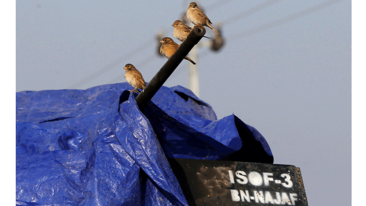 Birds perch on the barrel of a vehicle gun belonging to the Iraqi Special Operations Forces (ISOF) at Khazer checkpoint, near Mosul, Iraq. Photo: Reuters